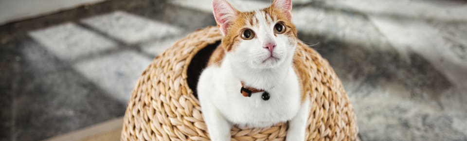 How Much Does It Cost To Adopt A Petco Cat - TERELET