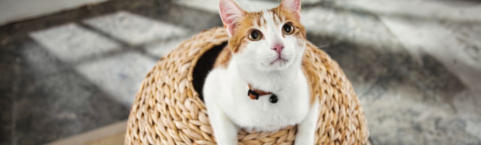 Cat in hiding basket