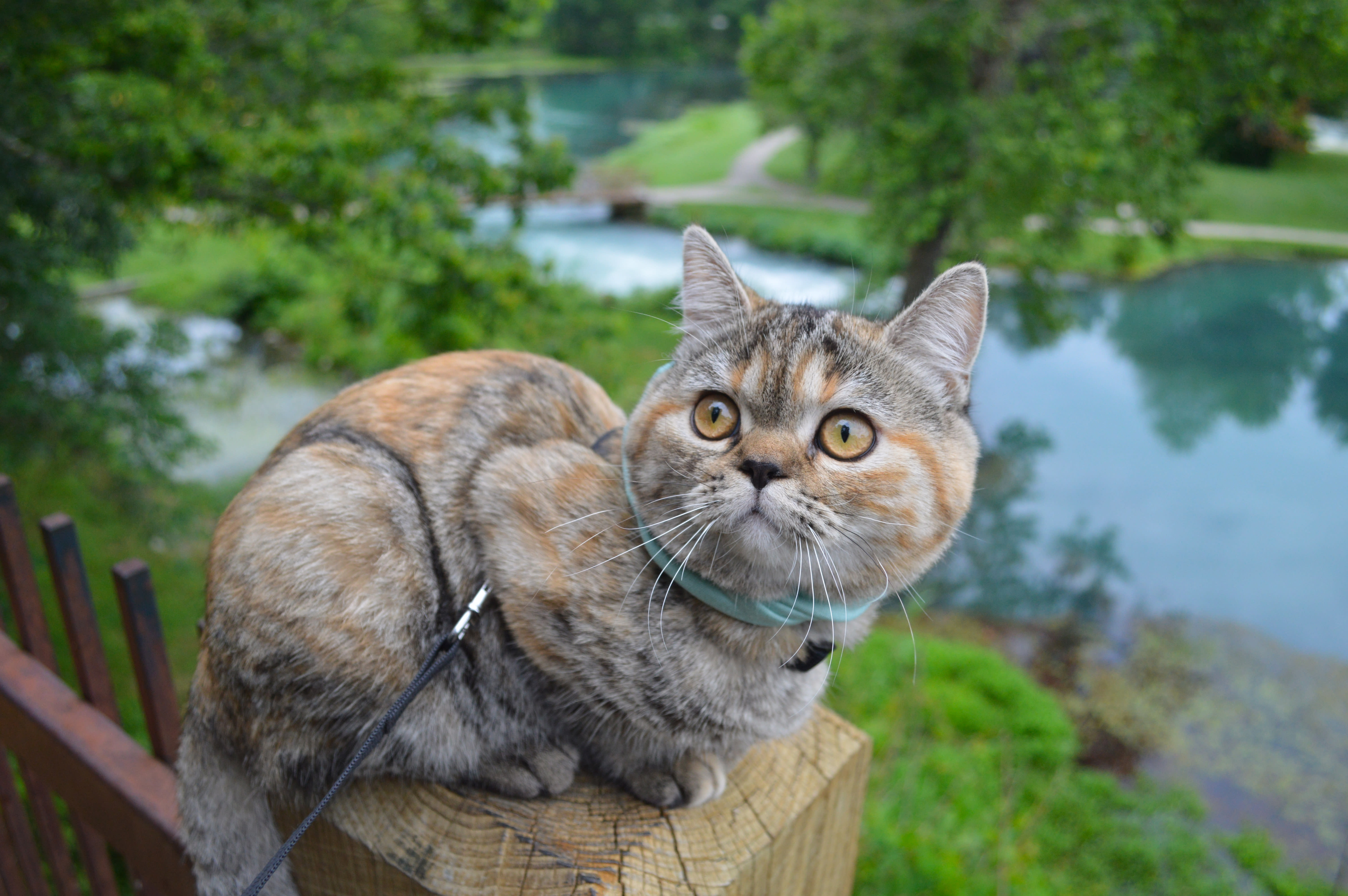 cat walking on leash outdoors