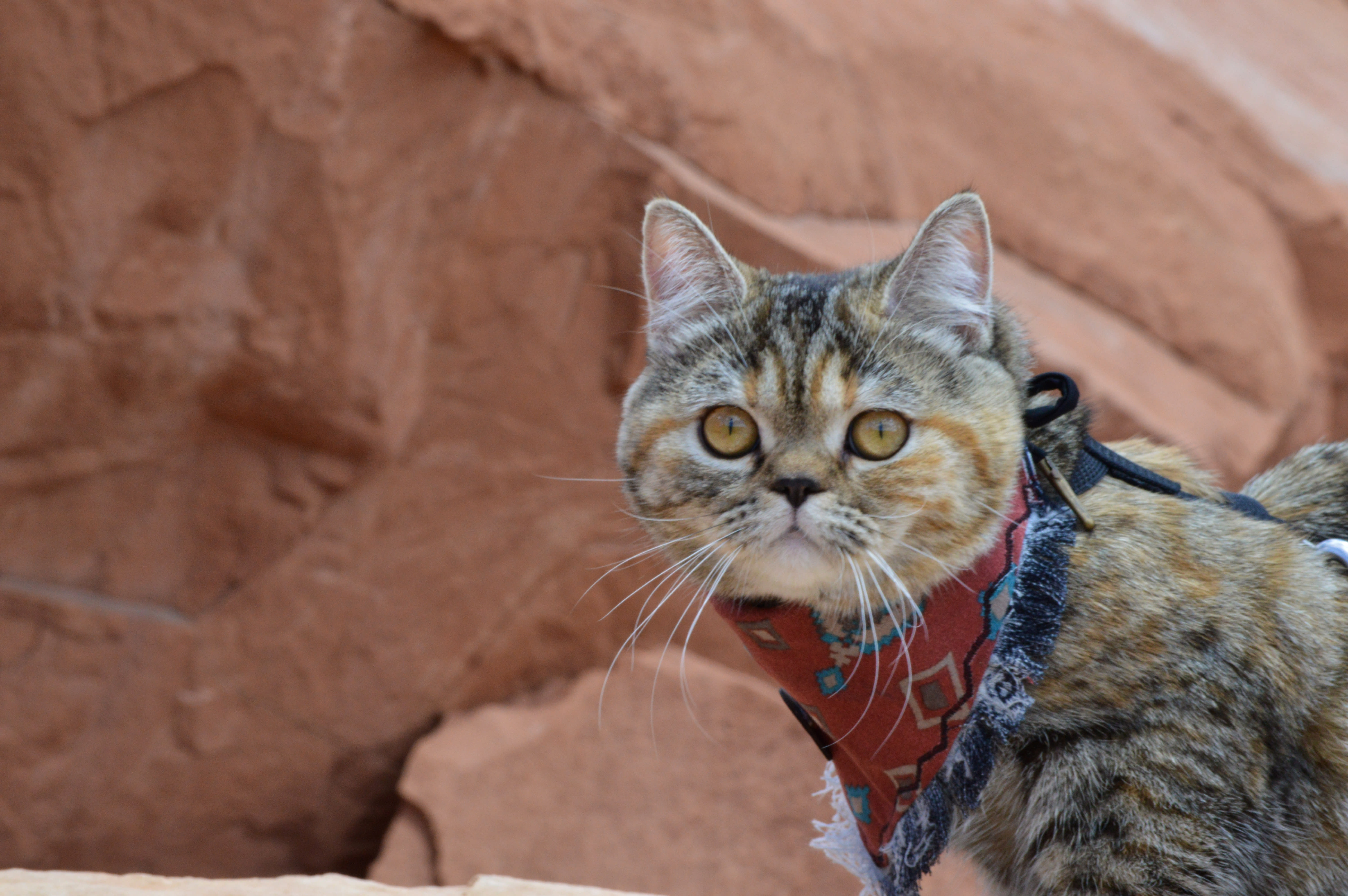 cat walking on leash outdoors in AZ