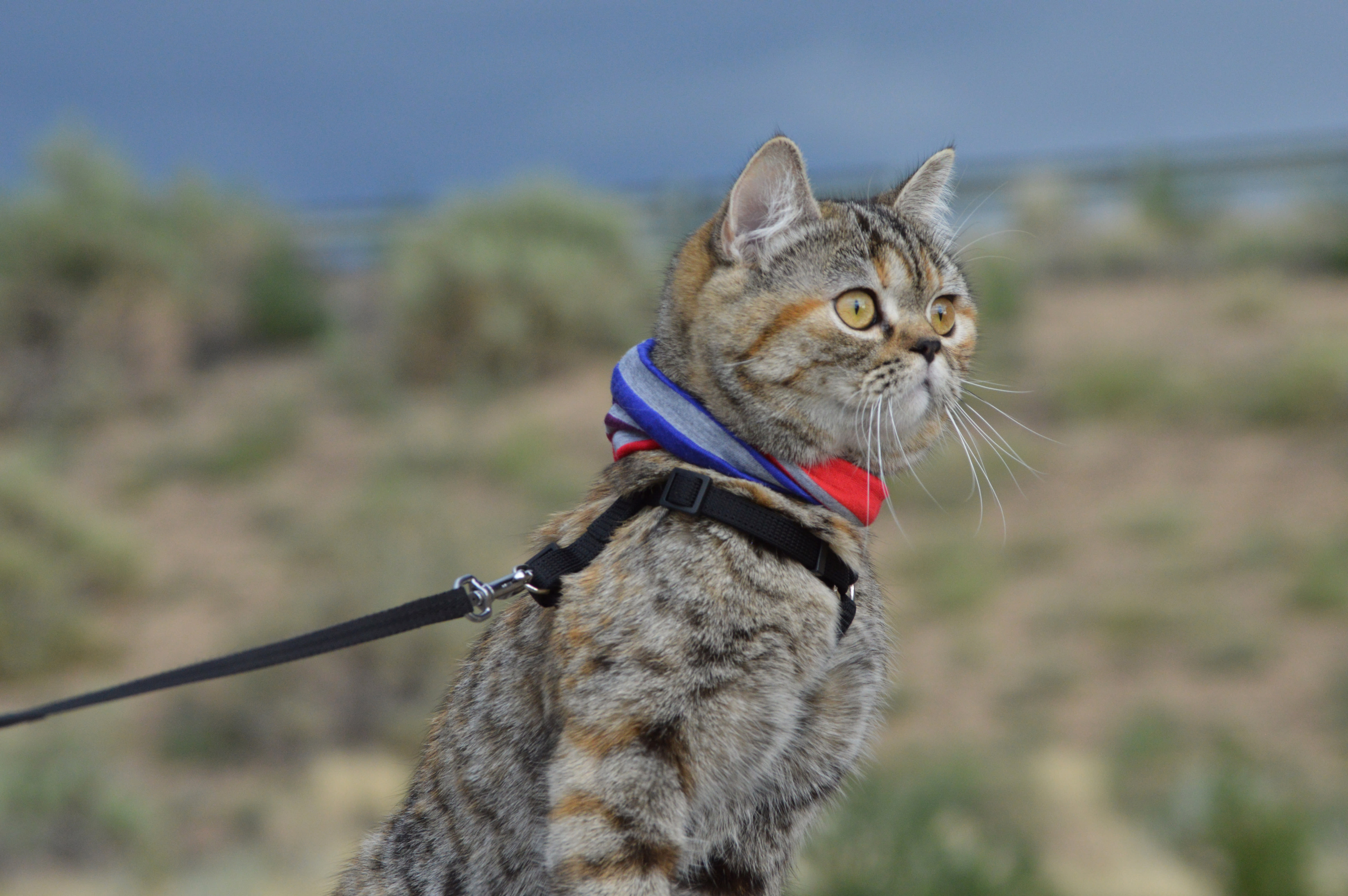 Training a cat to shop walk on a harness