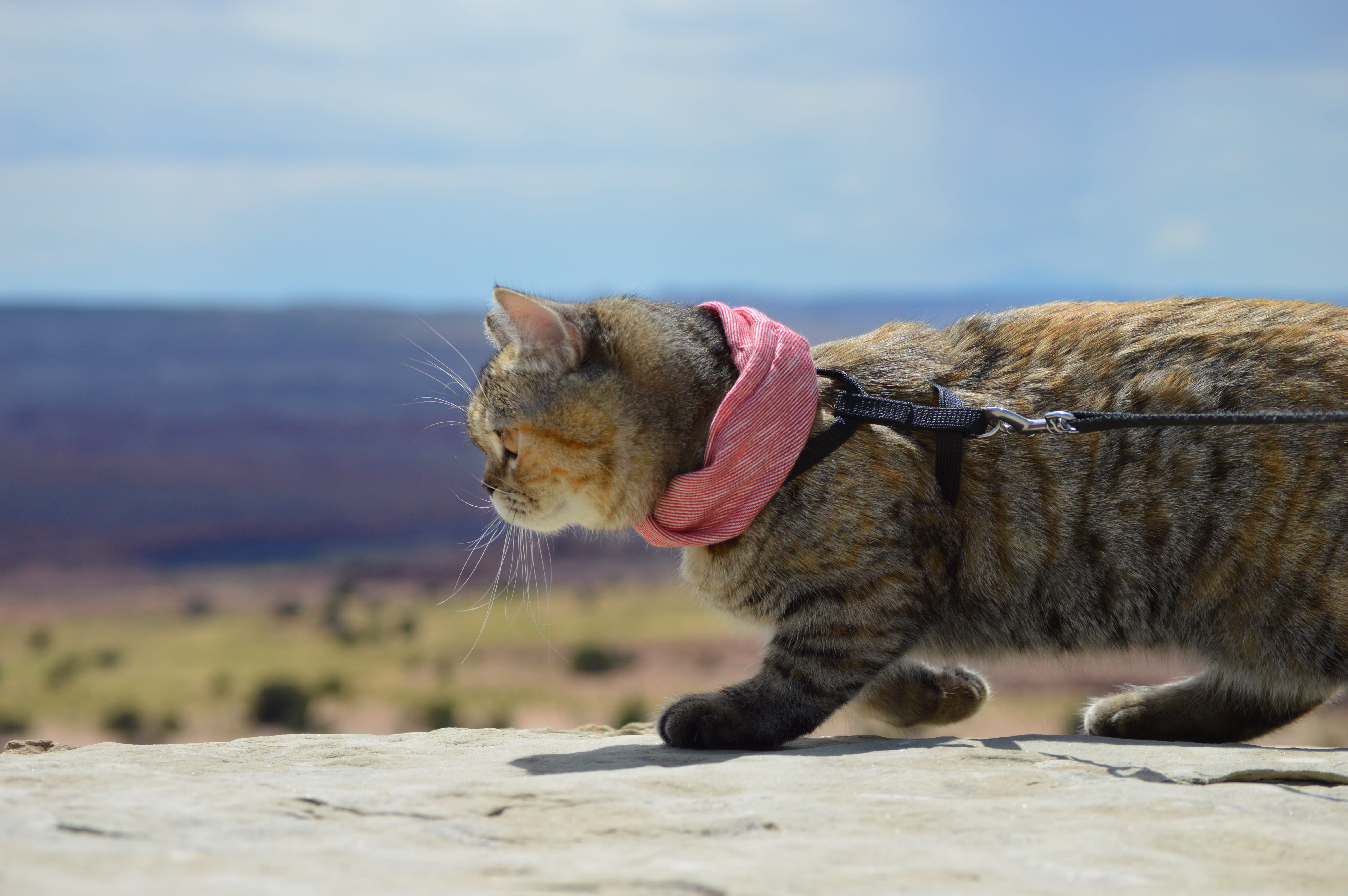 cat walking on leash and harness