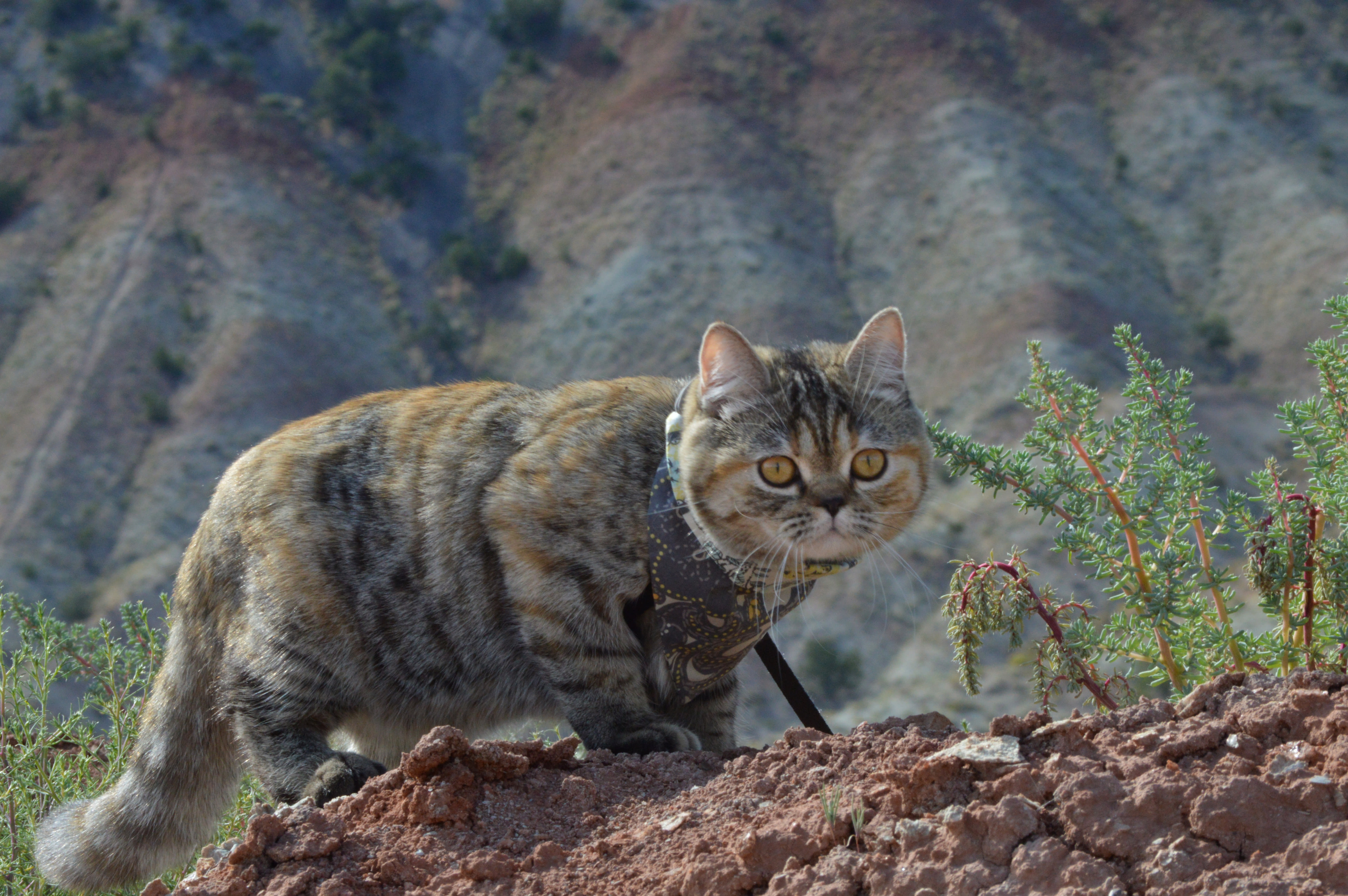 cat exploring outdoors