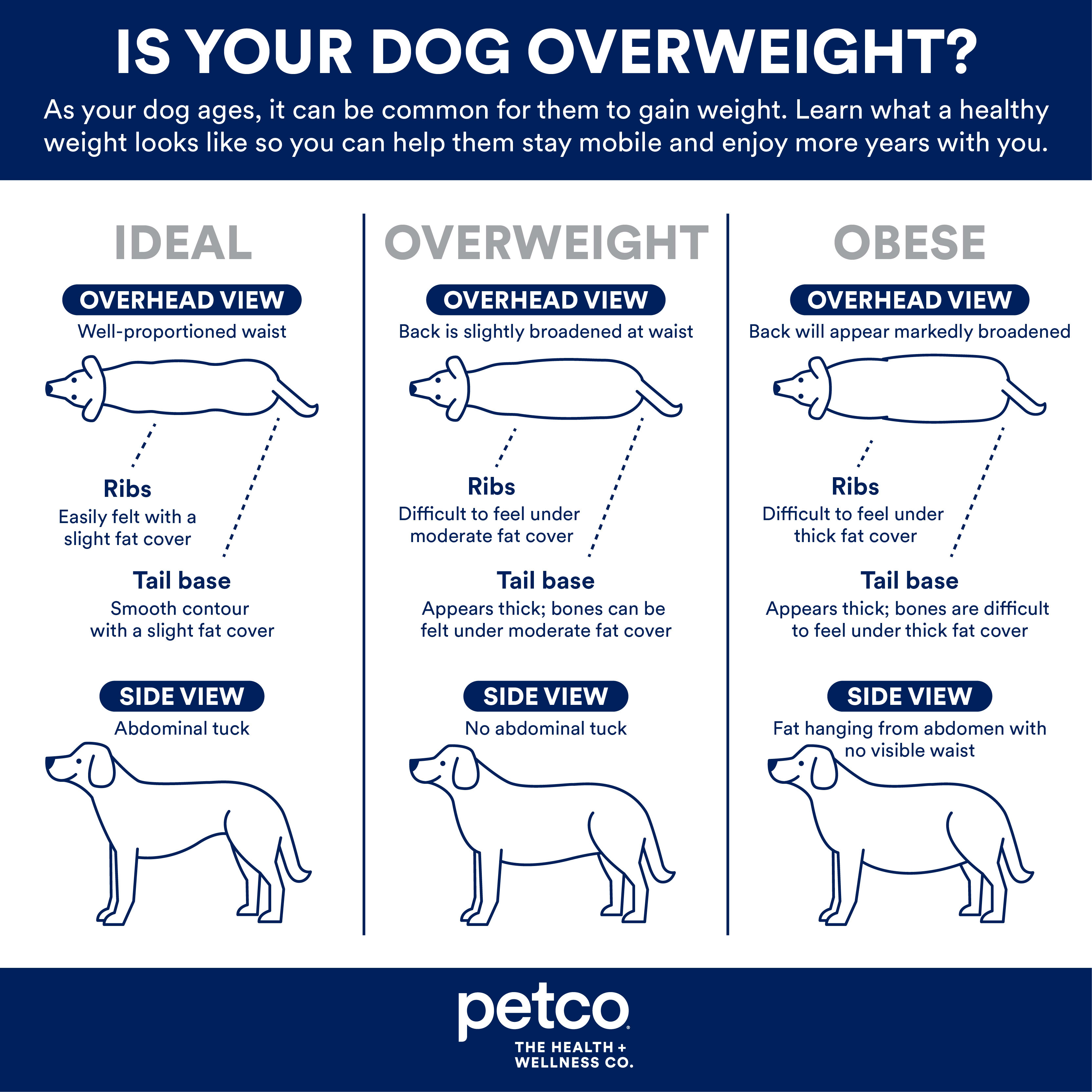 Is Your Older Dog Overweight   Petco