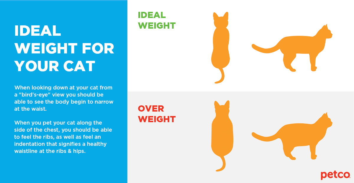 Is my Cat Overweight?