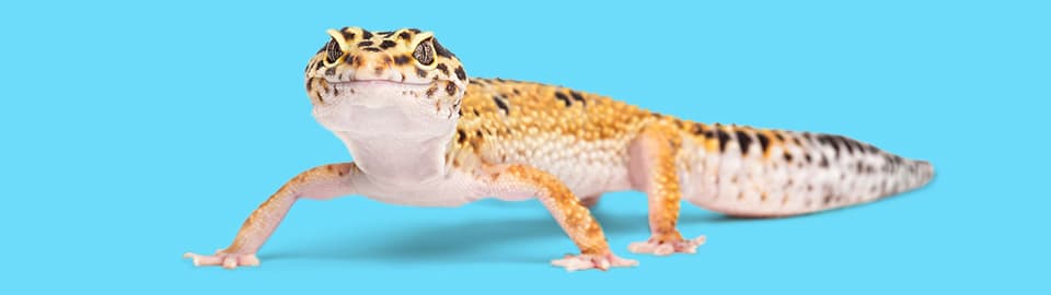 Leopard Gecko Not Eating  