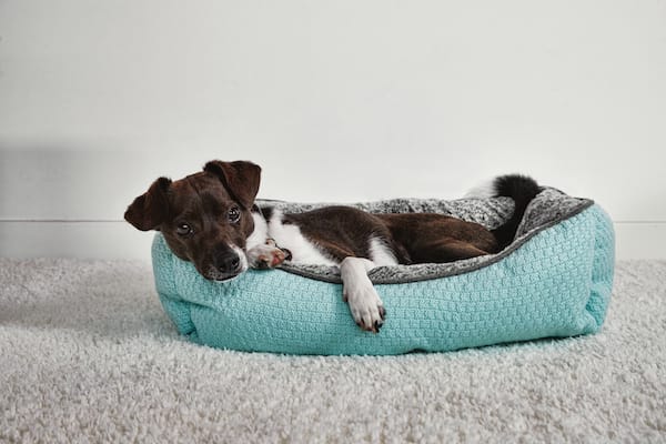 teddy oval dog bed