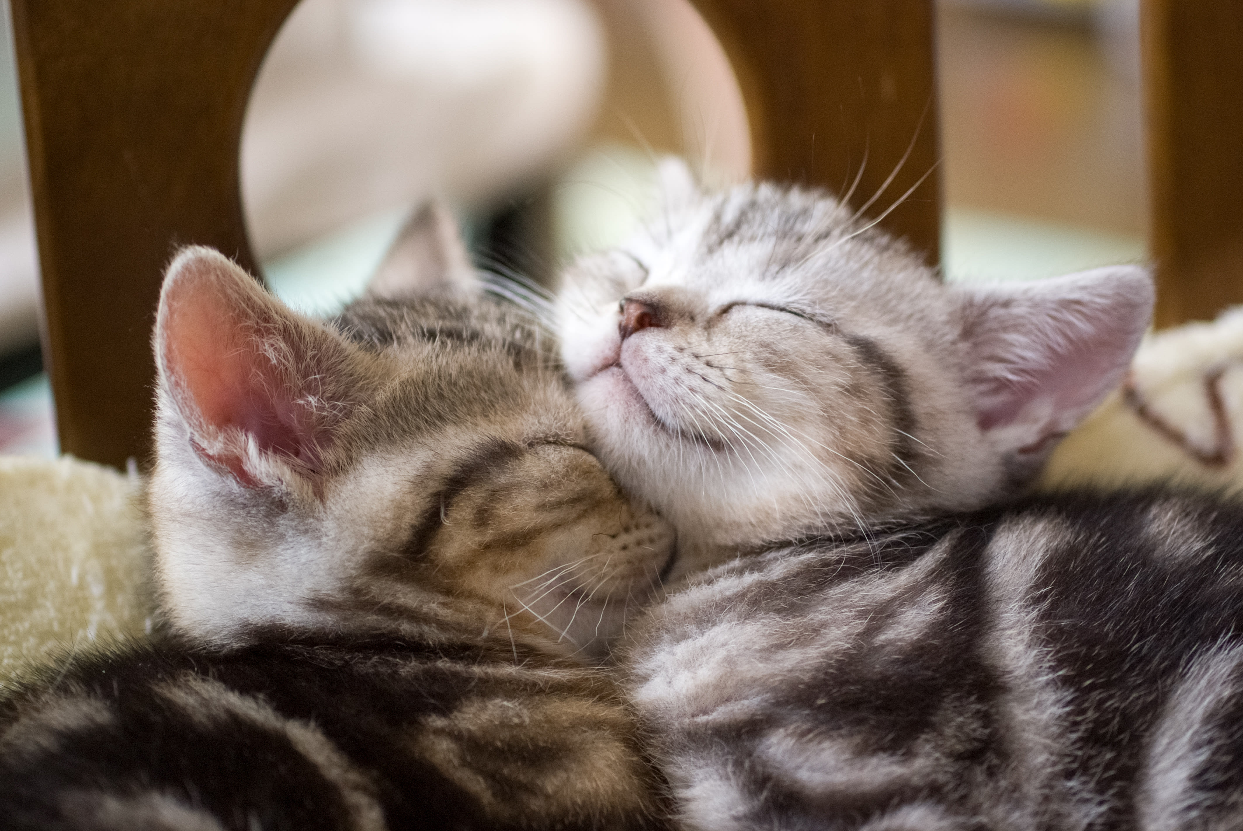 Your Guide to Introducing a Kitten to Your Multi-Cat Household