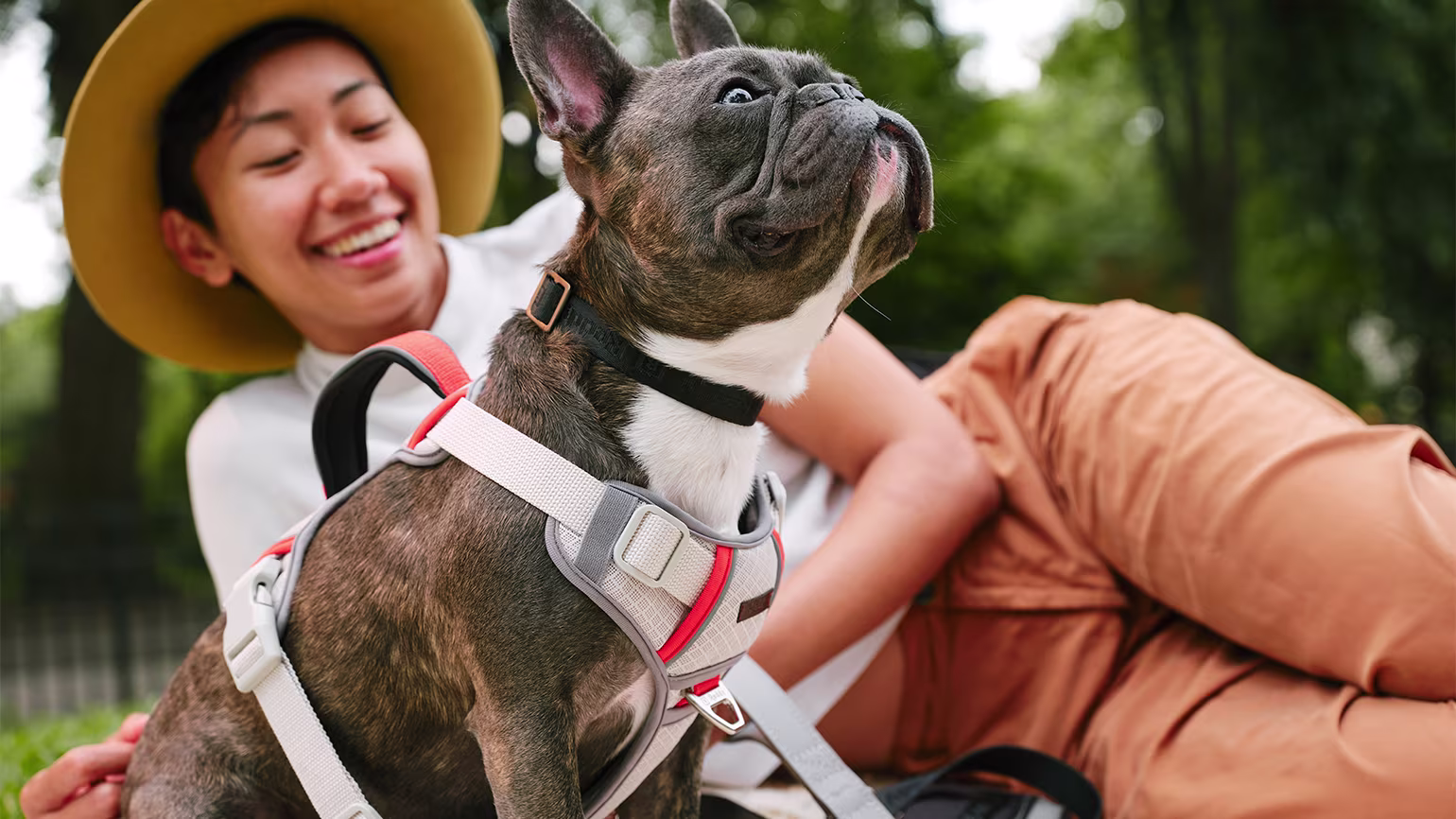 How To Choose a Dog Harness 