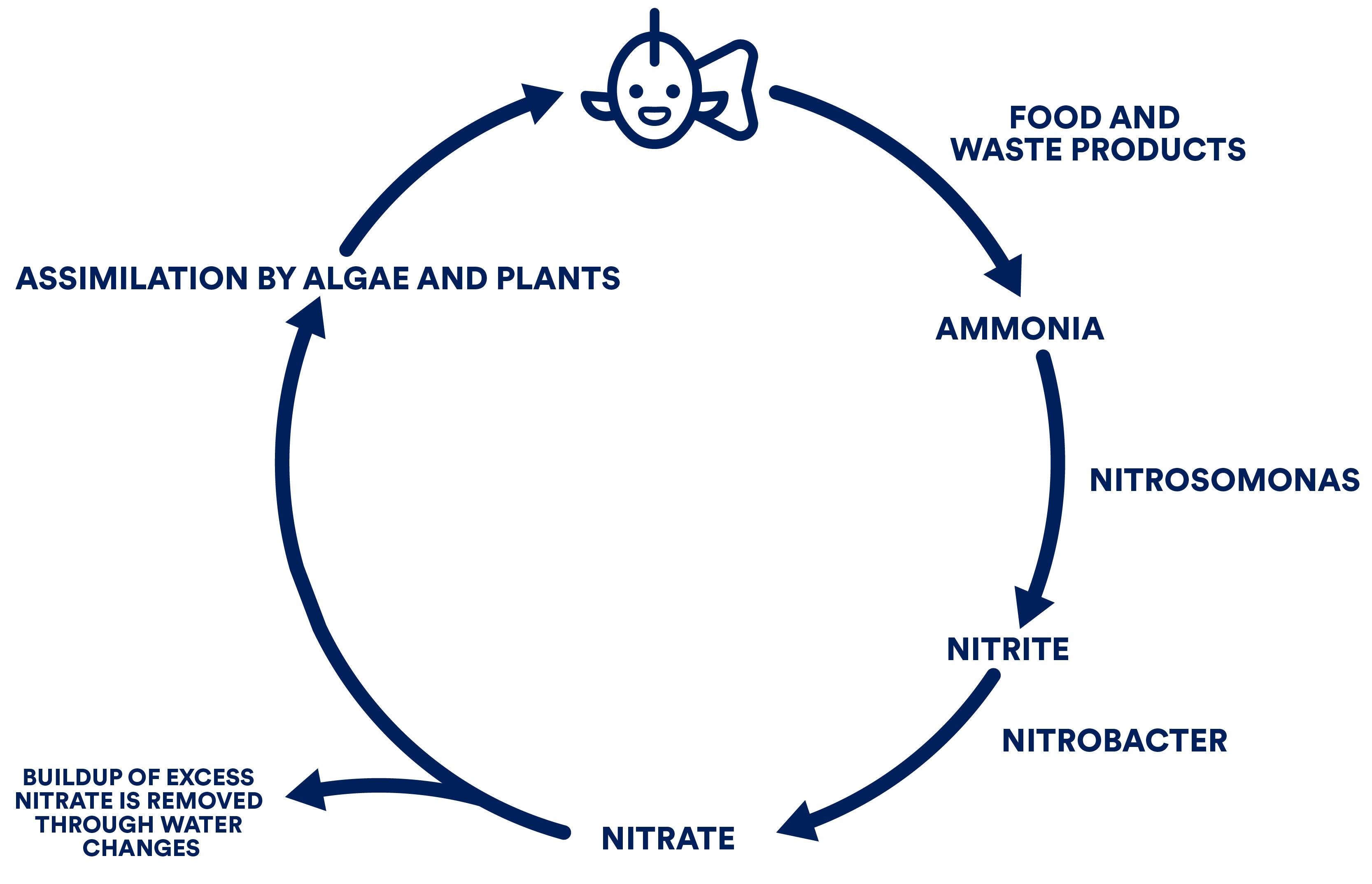 The nitrogen cycle graphic