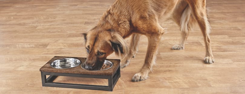 dog eating from bowl