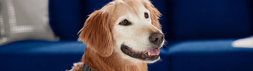 Senior Dog Care How to Care for Your Senior Dog Petco