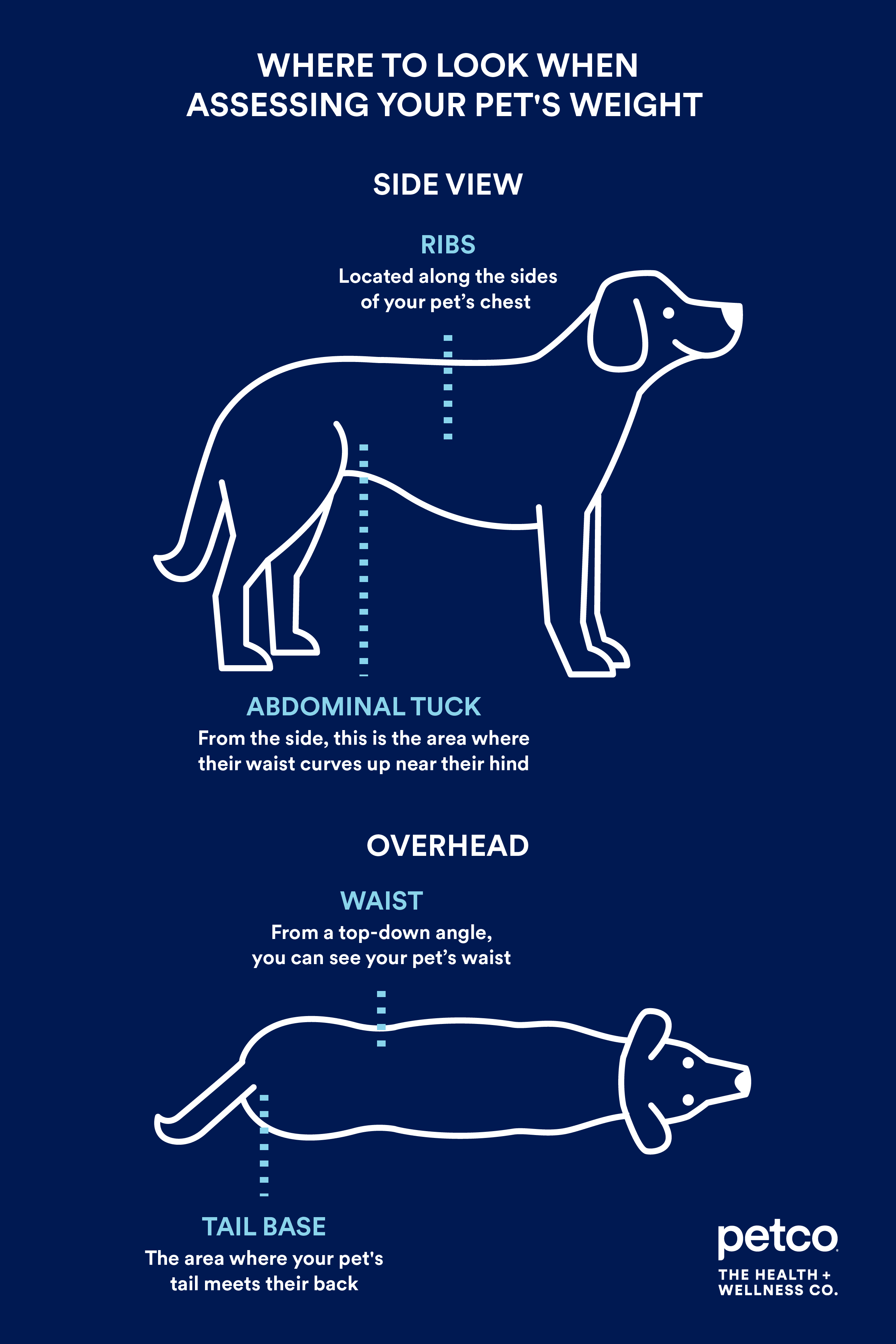 How to weigh your dog correctly