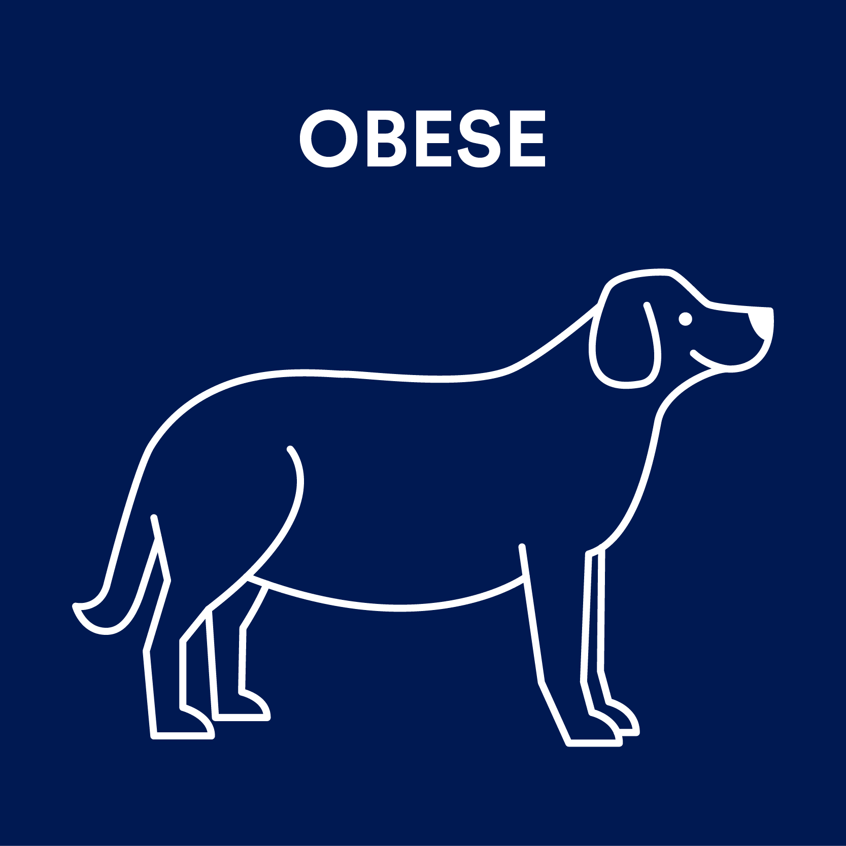 Is My Dog Overweight?