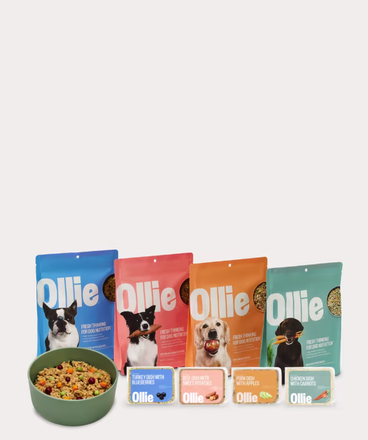 Four Ollie recipes and a bowl of fresh food