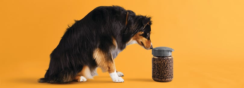 Bad dog food best sale