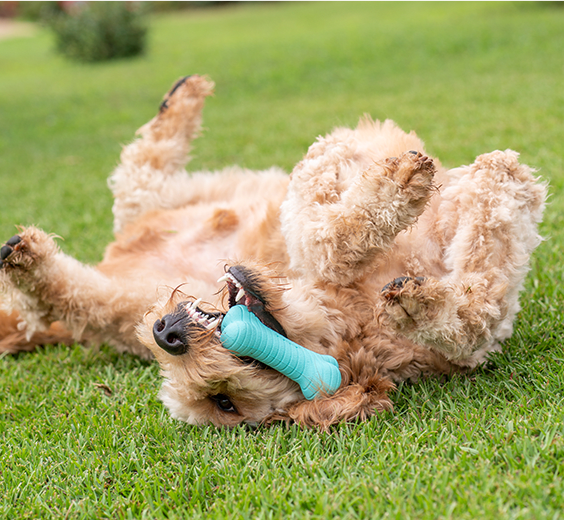 Playology Silver - Dental Rope Dog Toy - Designed for Senior Dogs