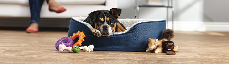 Puppy Checklist: Everything You Need for A New Puppy