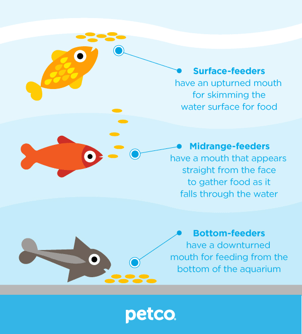 How often should i feed my fish in my aquarium 3 Tips For Feeding Freshwater Fish Petco