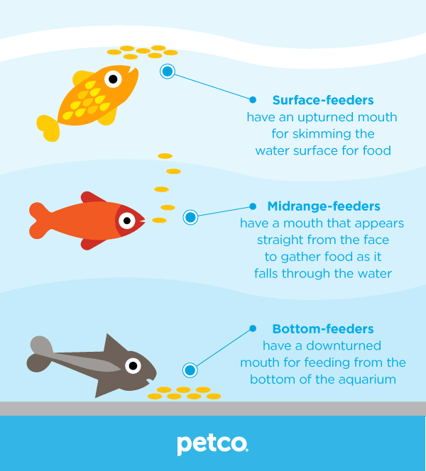 The Ultimate Guide to Bottom Feeder Fish Food