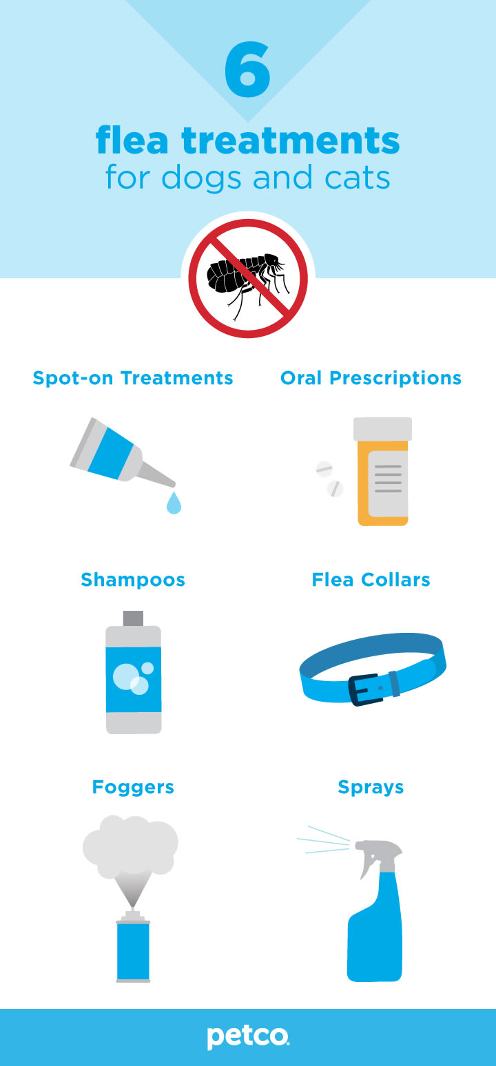 flea treatment option infographic