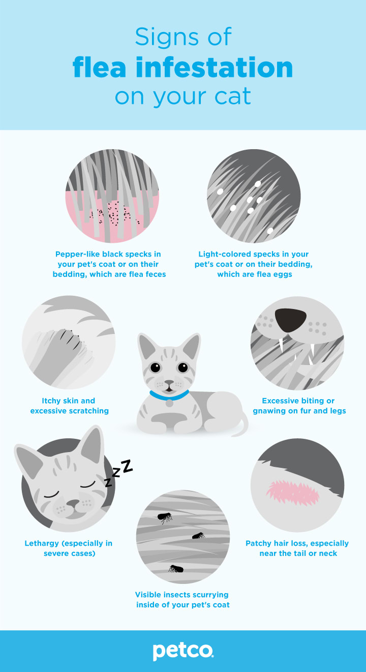 Signs of flea infestation on your cat infographic