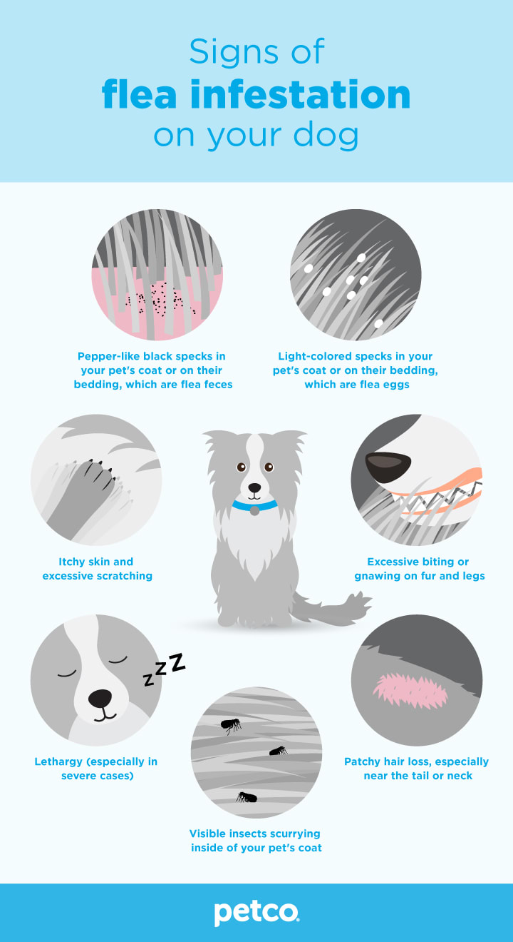 flea grooming for dogs