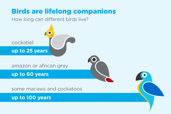 Bird Tricks for Owners - Avian Fashions