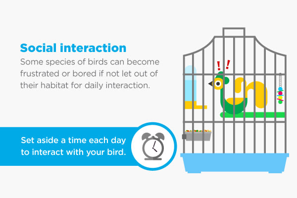 bird social interaction