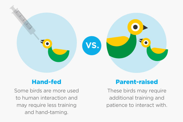 Types of hotsell birds at petco