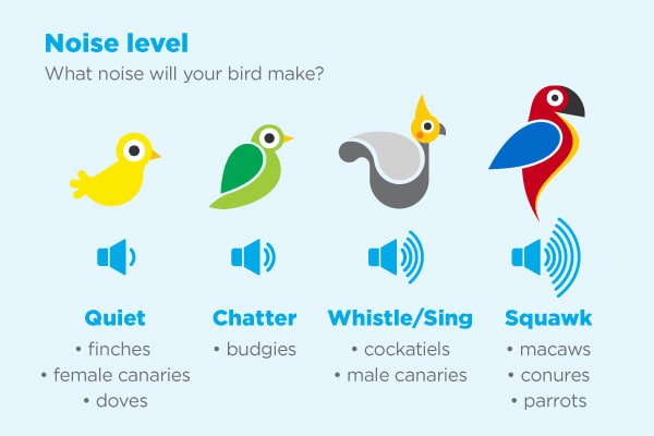 How to Choose the Best Pet Bird for You