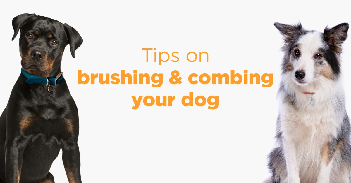 Brushing shop your dog