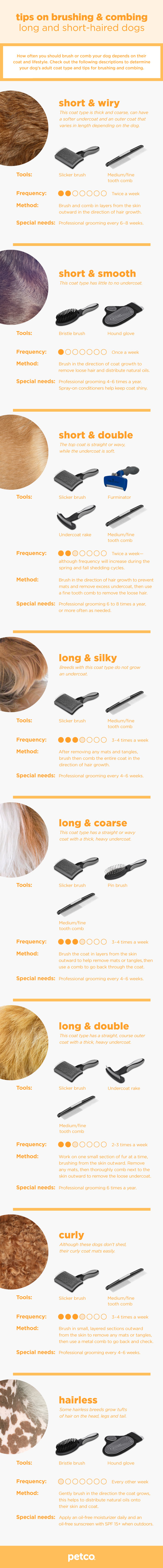 How often to brush your dog infographic
