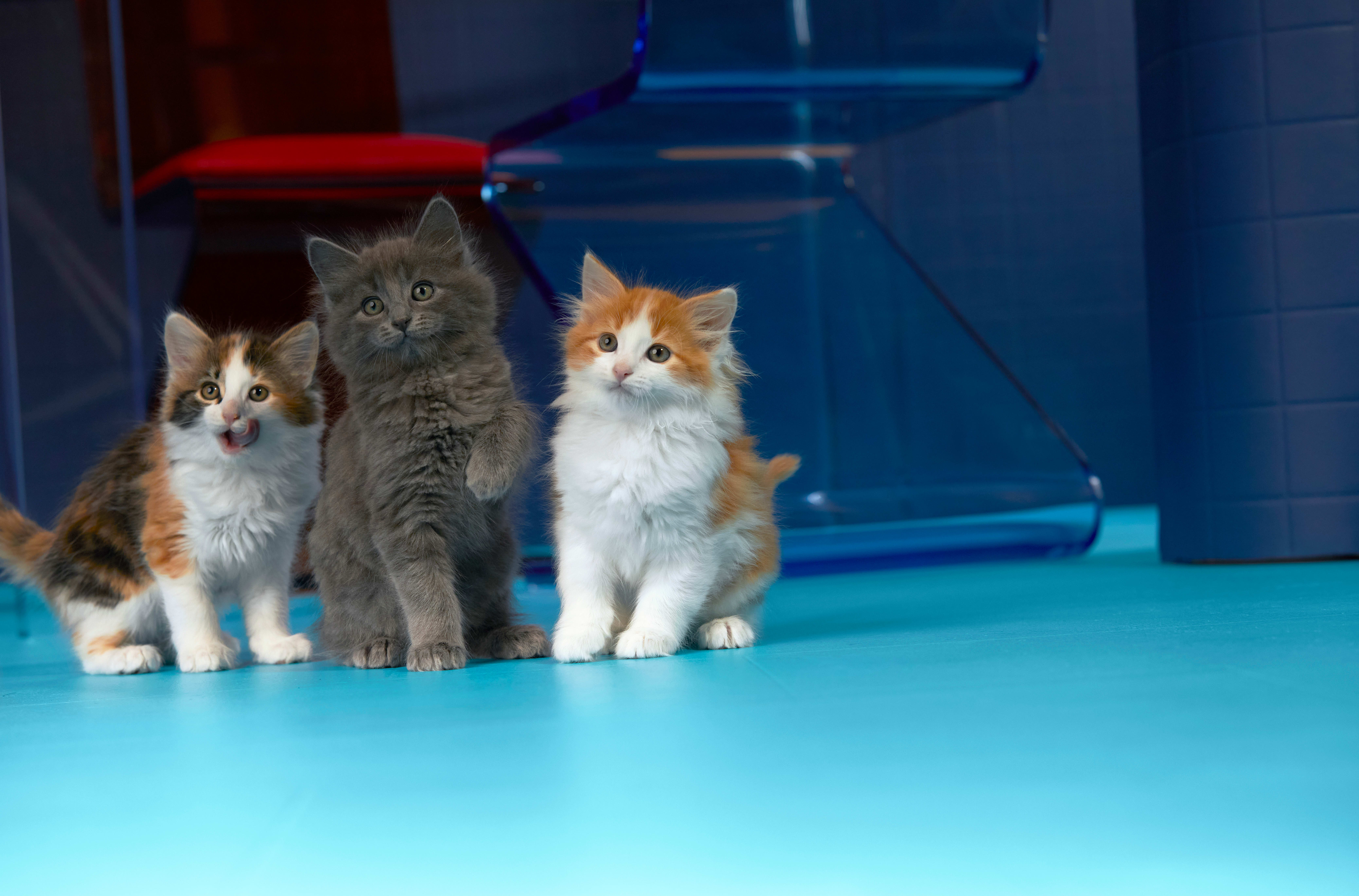 Starting Cats Young Setting a Foundation for Wellbeing Petco