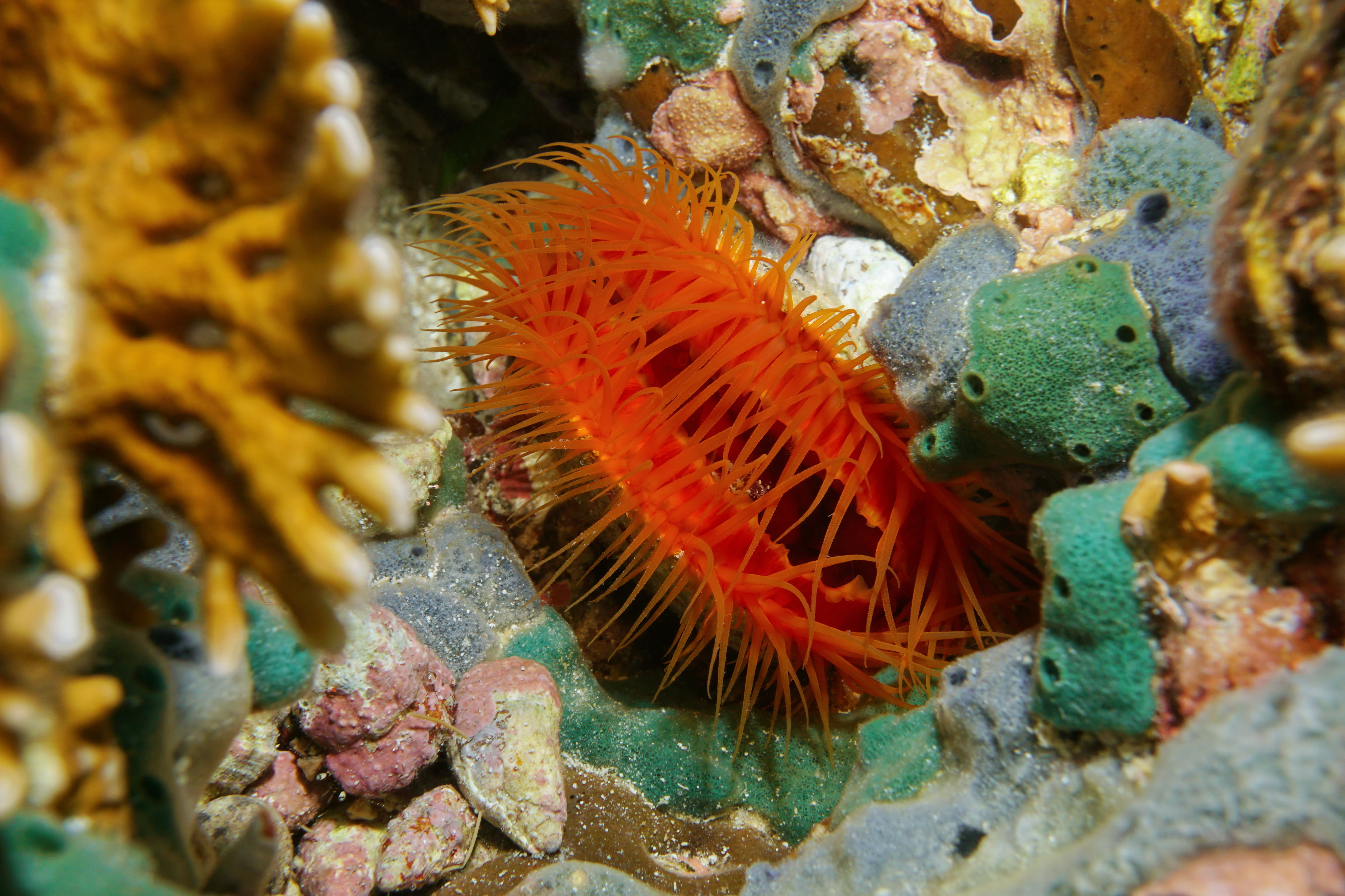 flame scallop