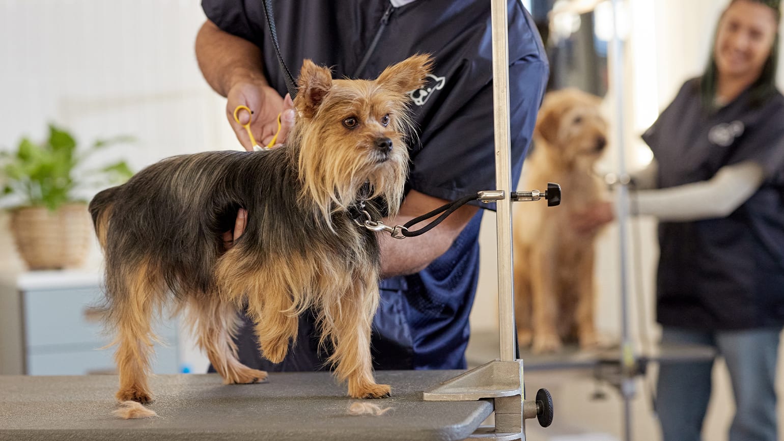 How to Use Clippers: Advice from Dog Groomers