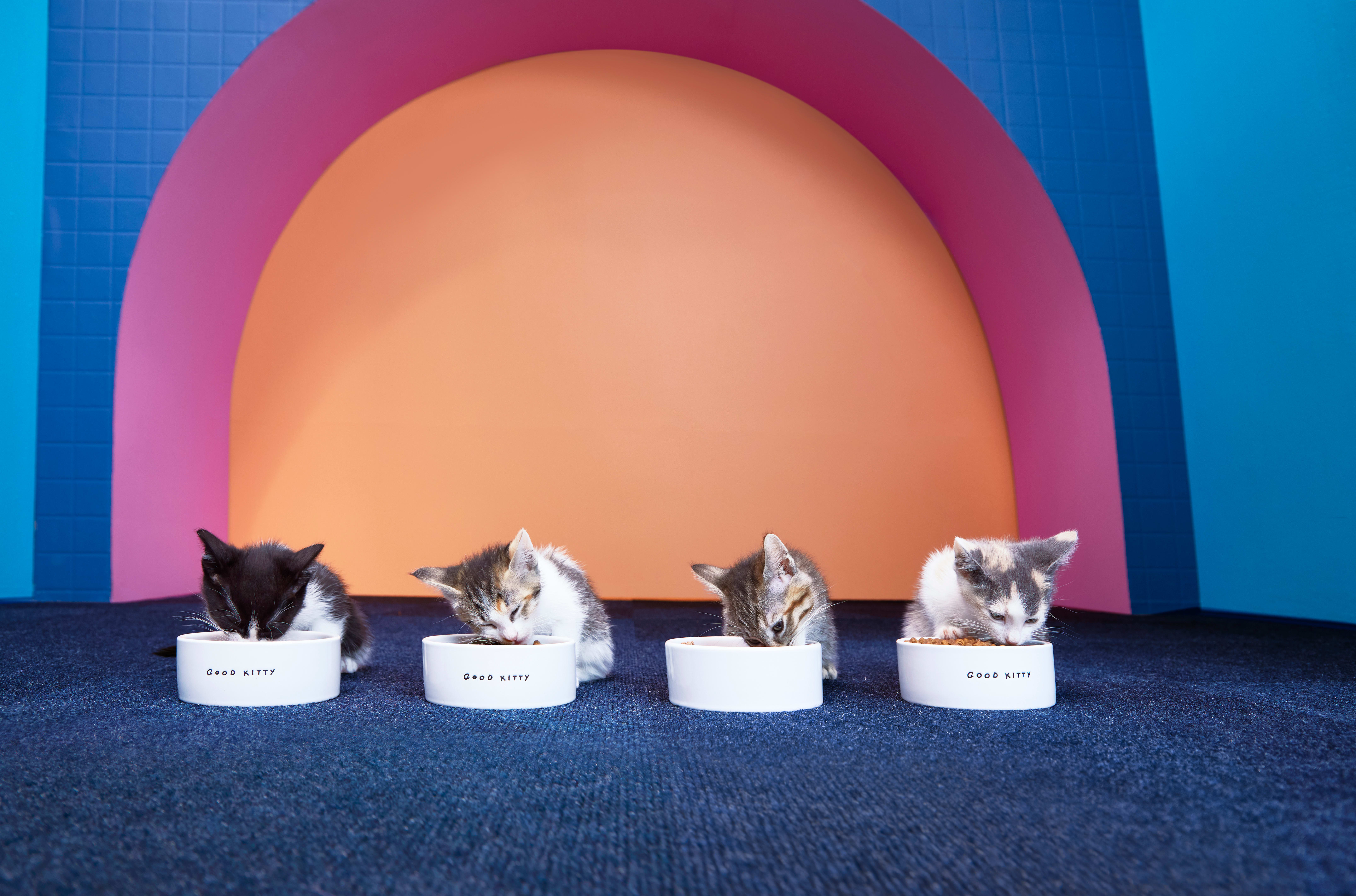 The Unique Nutritional Needs of Kittens and How to Address Them | Petco