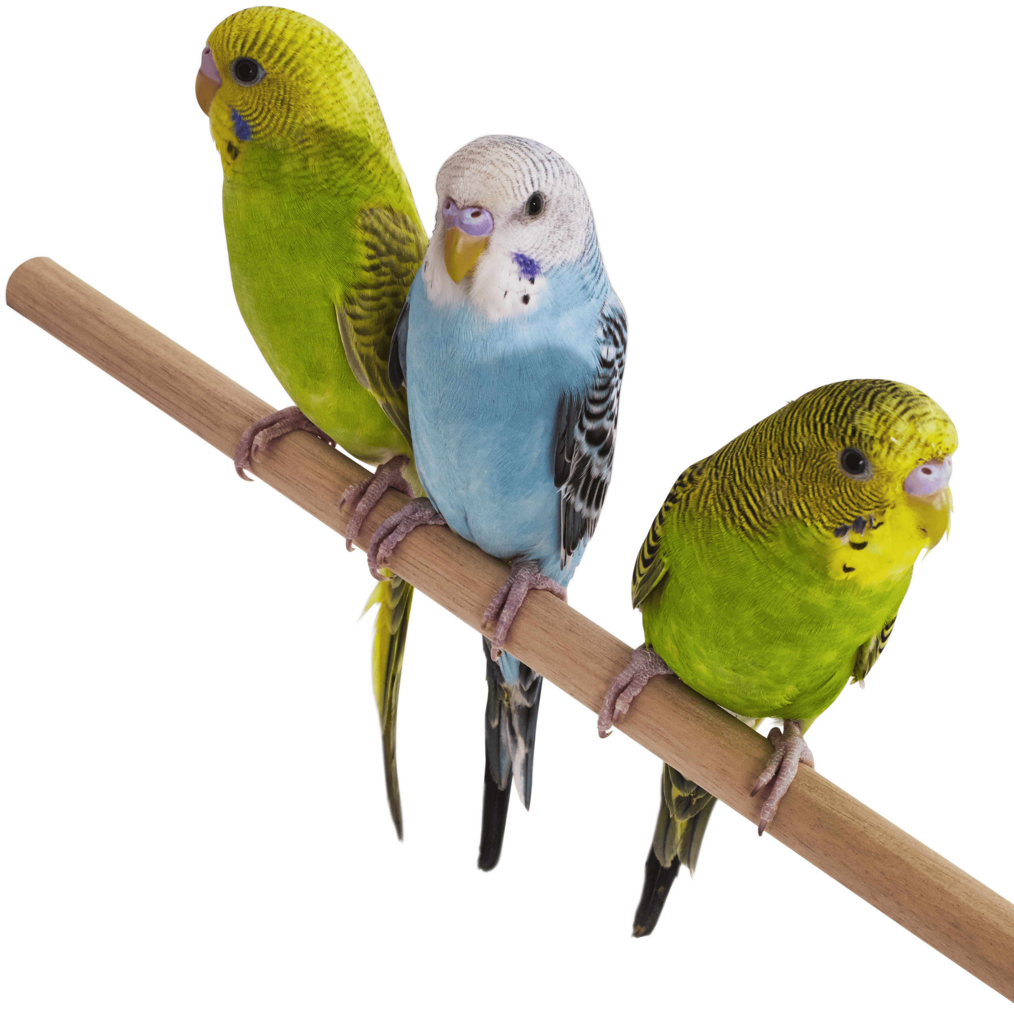Bird Care Guides