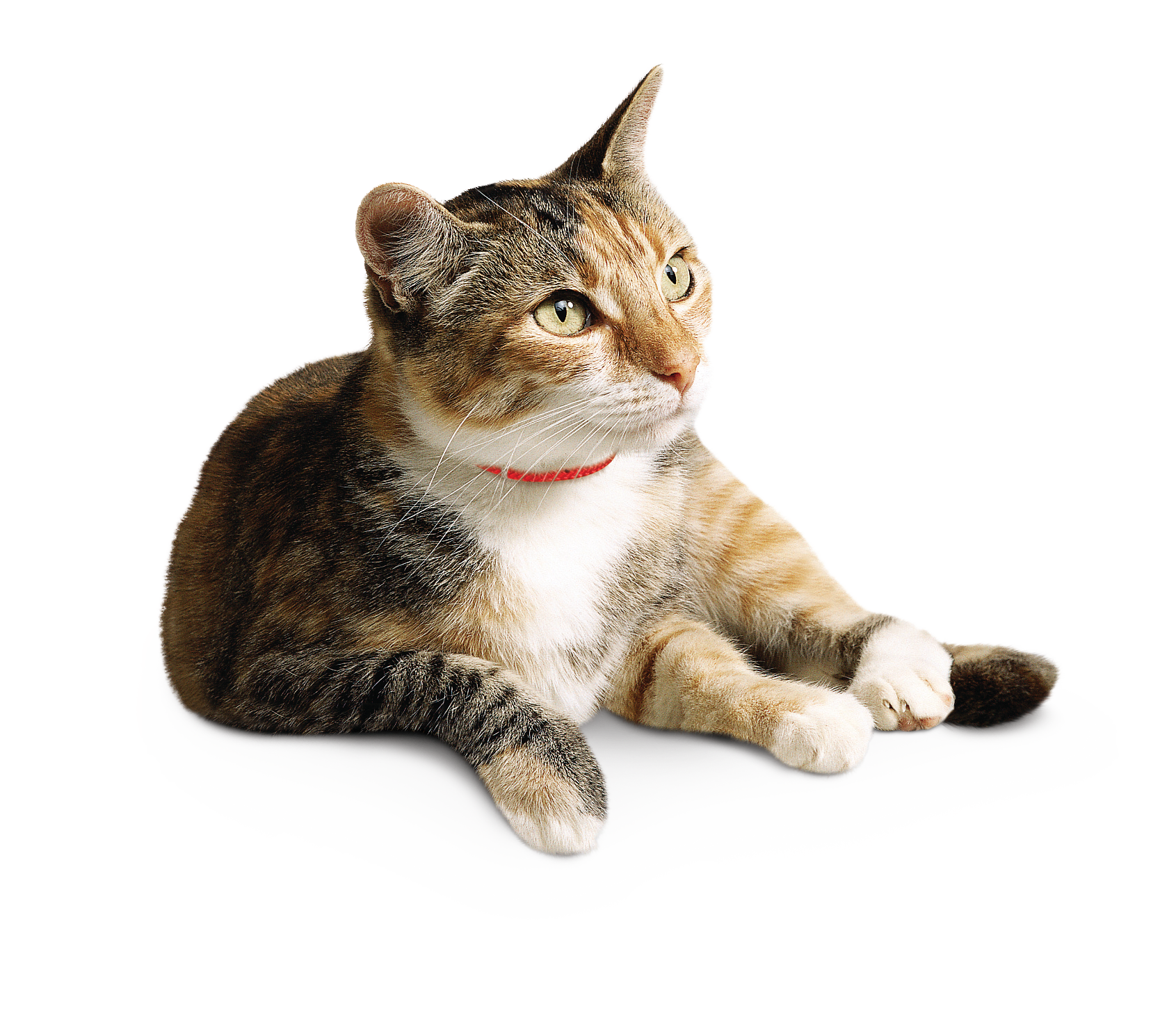 Cat Care Guides & Tips