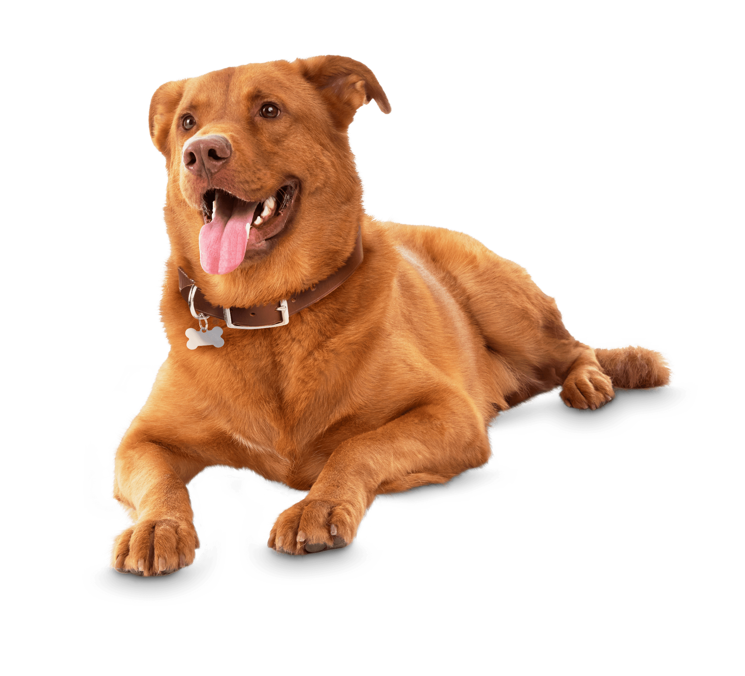 Dog Care Guides & Tips
