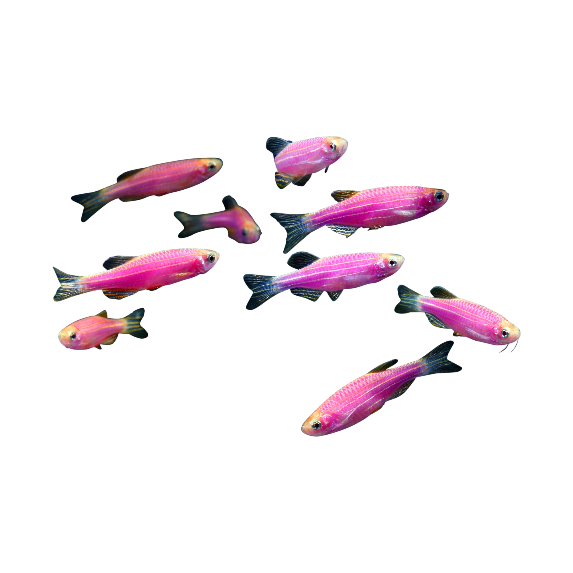 Fish Care Guides