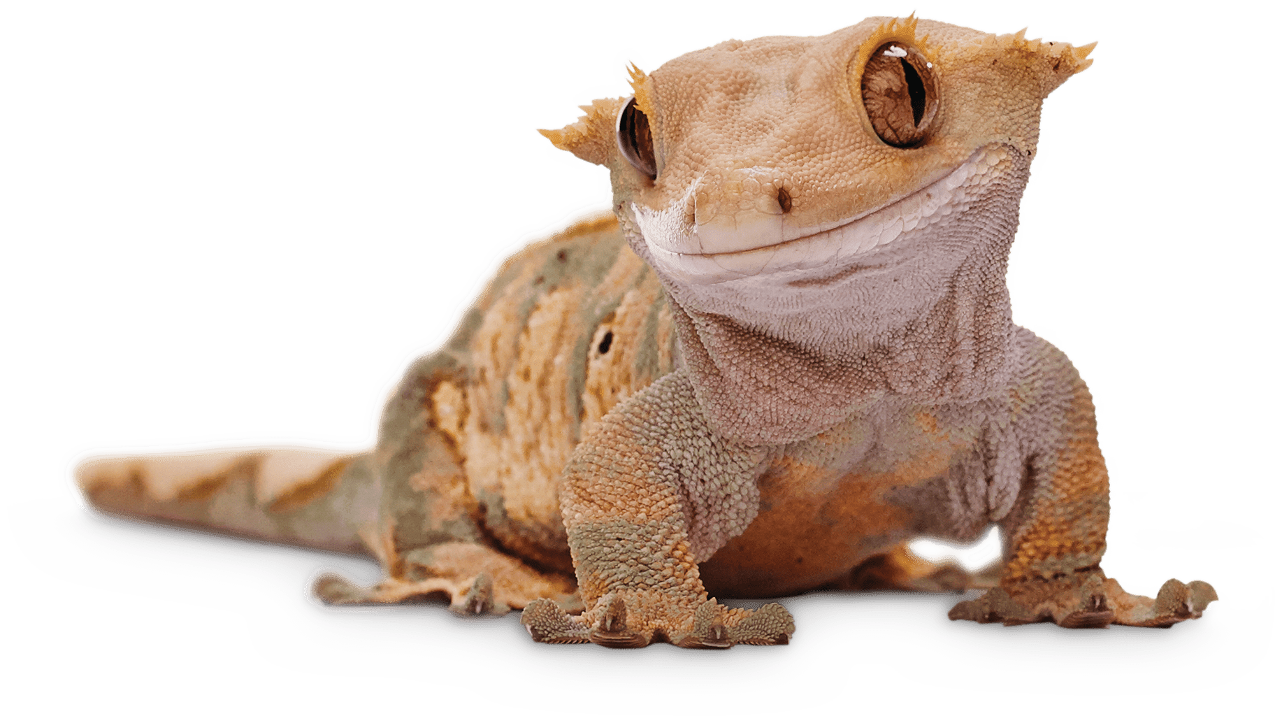 New Hatchling Guides
