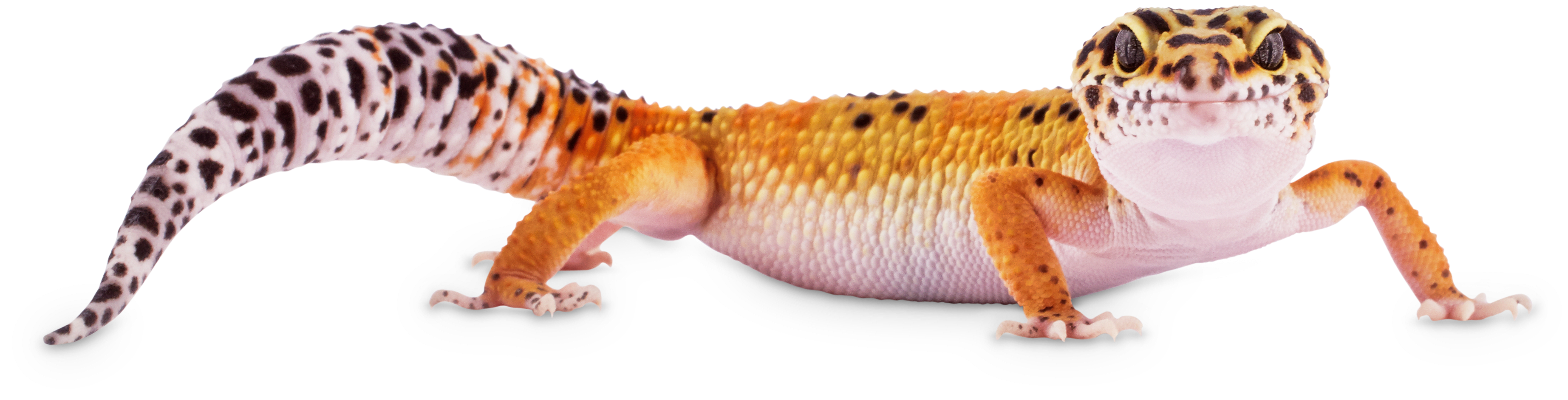 Fun Facts about Leopard Geckos | Petco