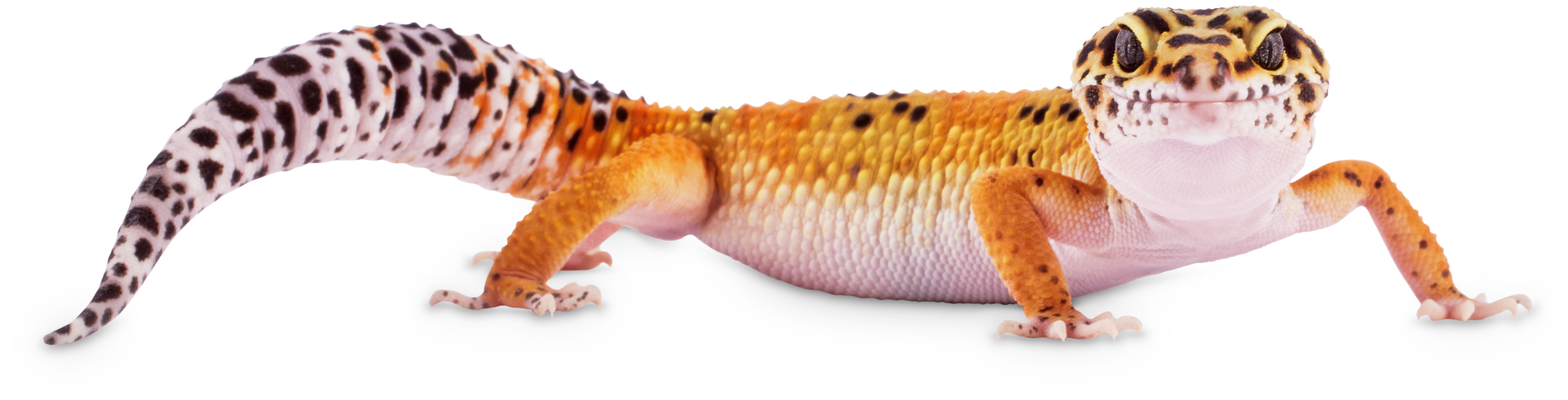 Leopard gecko at store petco