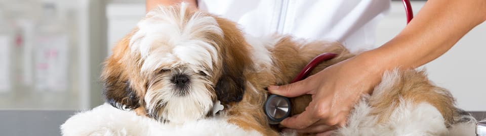 Dog at Vet