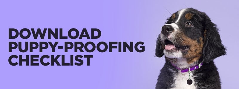 Puppy-proofing checklist