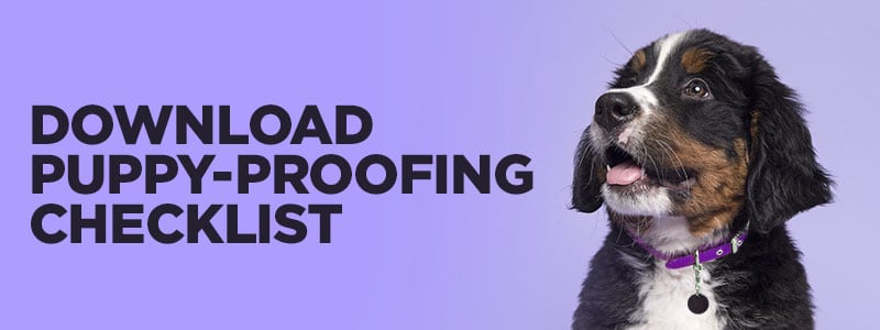 Puppy proofing your home