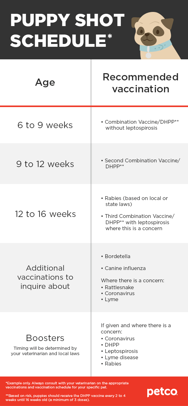 Puppy Vaccine Schedule What Puppy Shots To Get When Petco