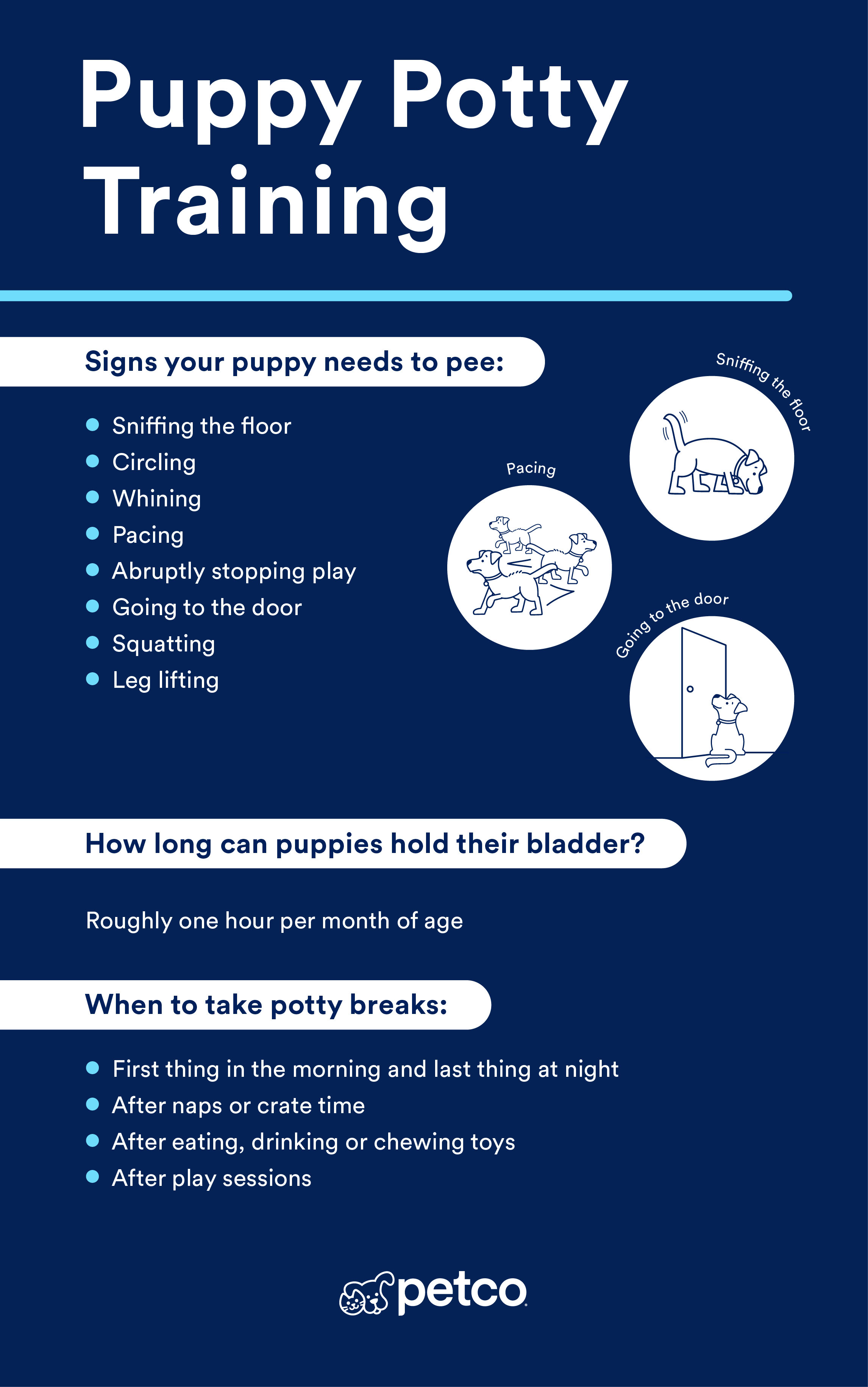 How to Potty Train a Dog: Expert Tips for Success