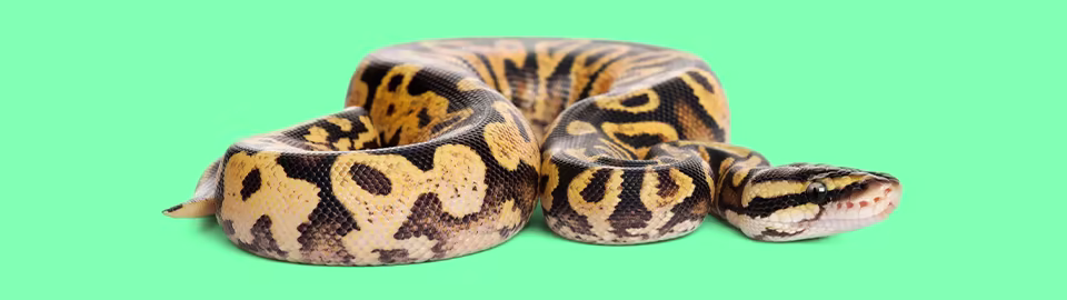 snake